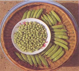 真可惜 索尼将停产可爱的豆豆随身听_索尼MP