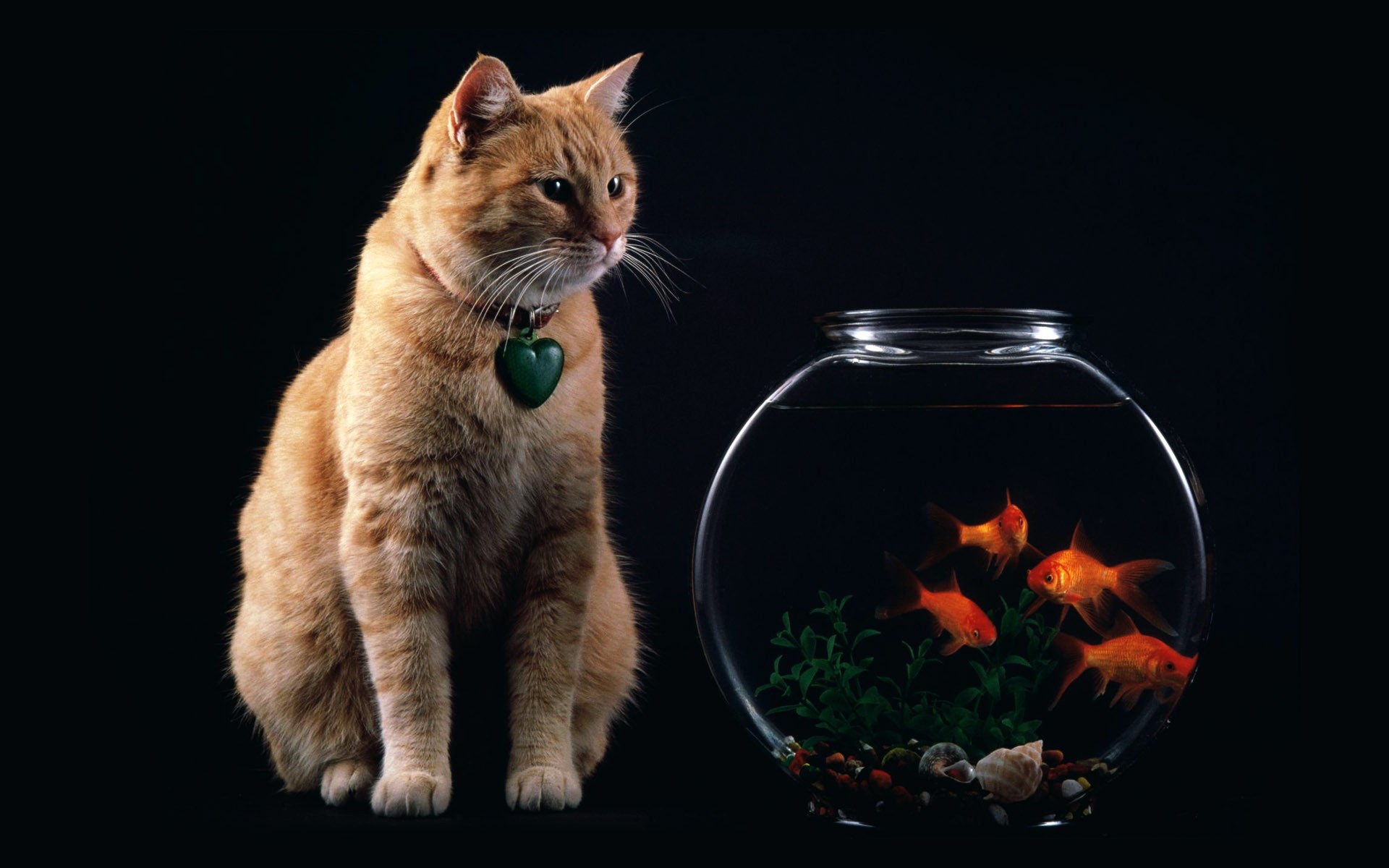 1920×1200:20张精美动物写真壁纸赏图片列表